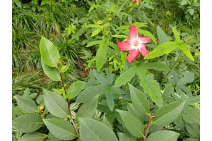 遗体火化种类选择