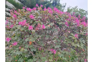 绿色殡葬的思考